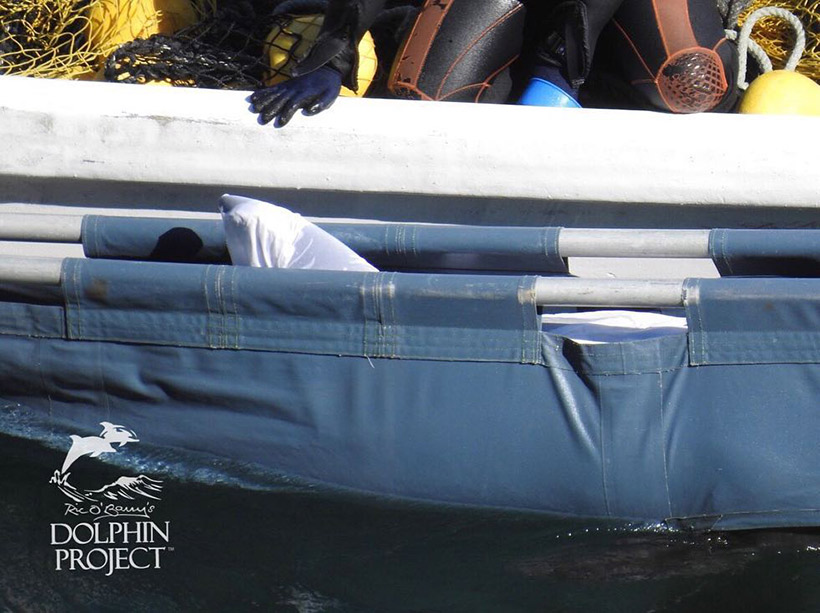 Entführter junger Risso's Delfin beim Transport in die Käfige