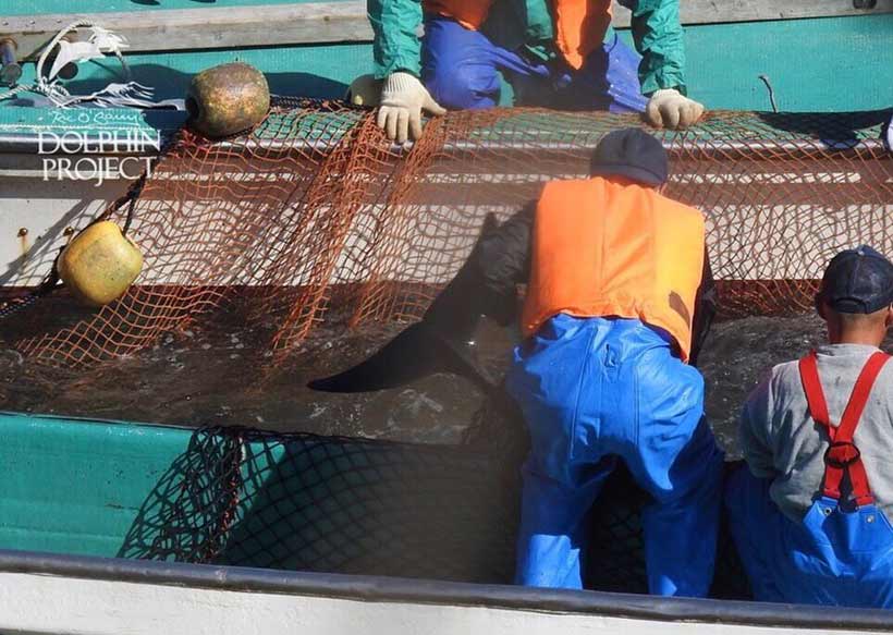 Taiji Japan - 10 Risso's Delfine abgeschlachtet