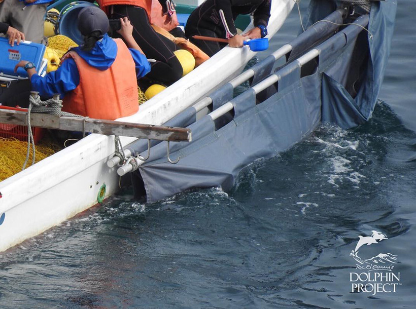 Entführter Delfine werden in die Gefängnis im Hafen von Taiji abtransportiert