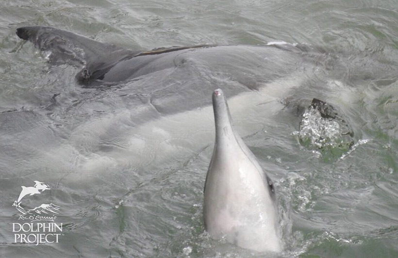 Verletzter Delfin während der Misshandlungen in der Bucht