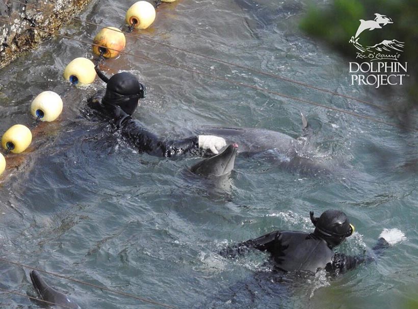 Wrestling, japanische Taucher in Taiji misshandel Deldine