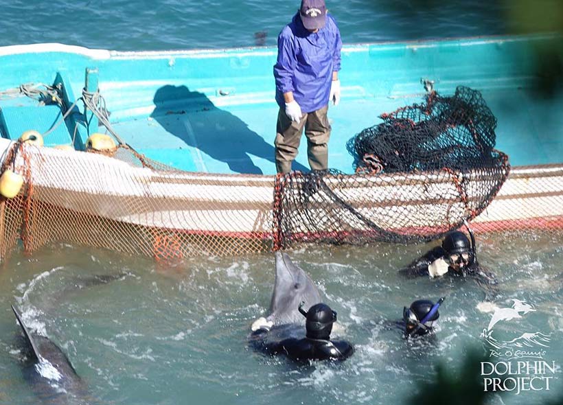 Taiji Japan - Verängstigte Delfine nach der brutalen Treibjagd in der Bucht