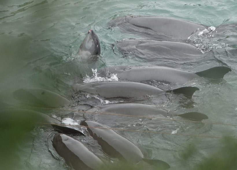 Bild: Erschöpfte, verängstigte Delfine gefangen in der japanischen Bucht