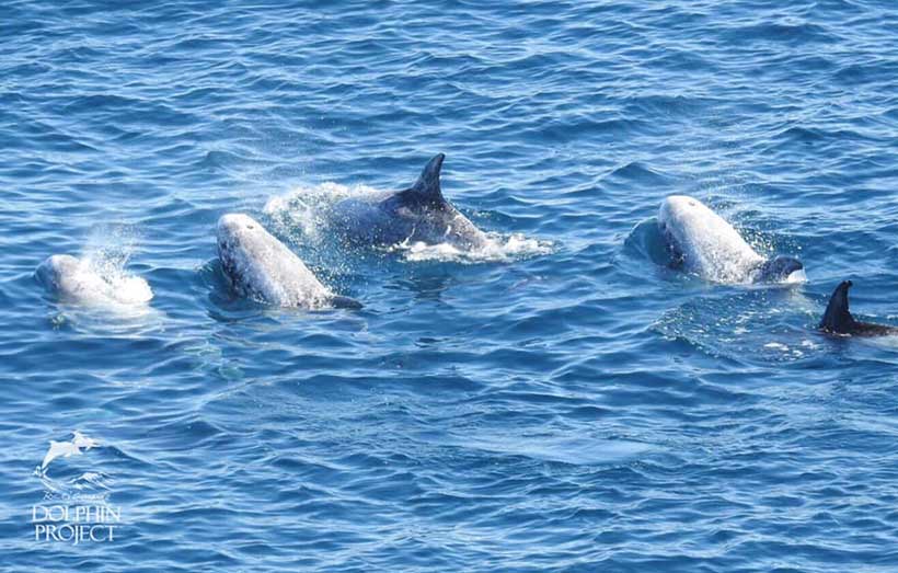 Taiji Japan - 6 Risso's Delfine abgeschlachtet