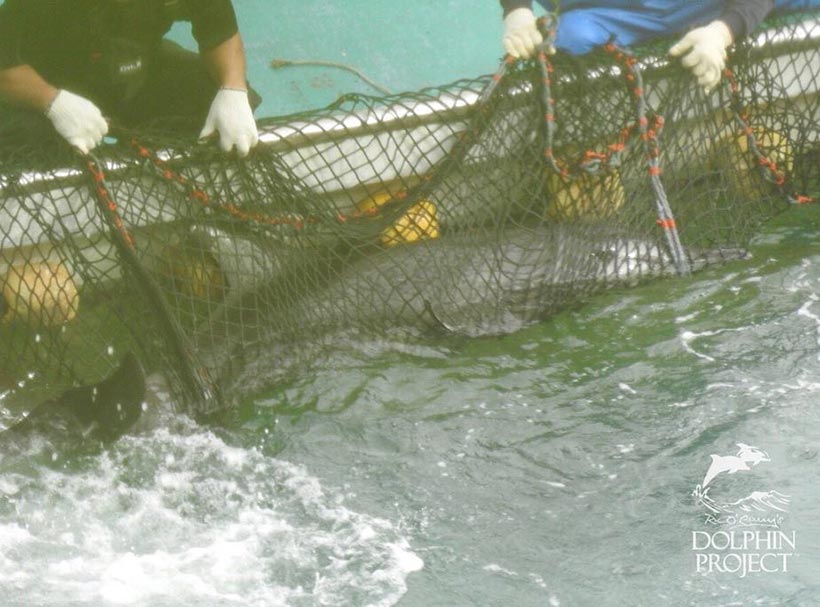 Taiji Japan - rough-toothed dolphins kidnapped for profit