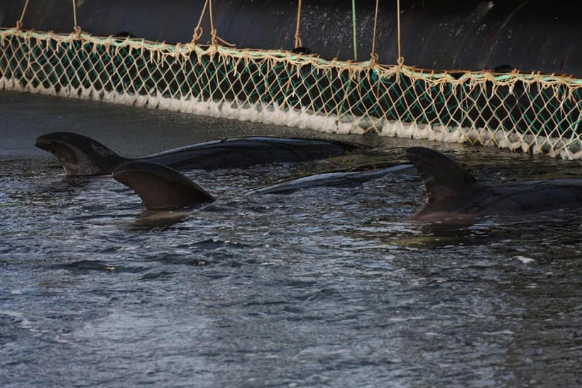 Entführte Orcas im Walgefängnis - Depressiv. Orcas sind stark an ihre Familien gebunden, von ihren Anggehörigen getrennt zu sein ist für sie eine enorme psychische Qual