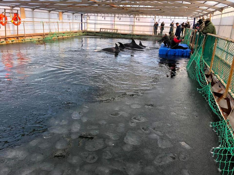 Orcas im Walgefängnis während des Training beim Abrichten um für Futter zu betteln