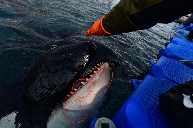 Gefangener Orca mit Hautschäden und ein Zahn wurde durch das Netz beim Fang ausgerissen