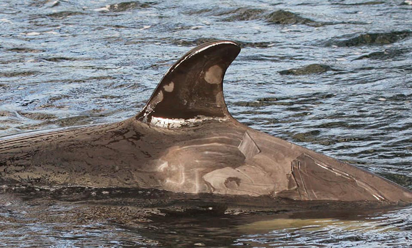 Gefangener Orca im Walgefängnis mit Erfrierungen durch zu langes verweilen an der Wasseroberfläche, seine Haus lösst sich dadurch vom Körper ab