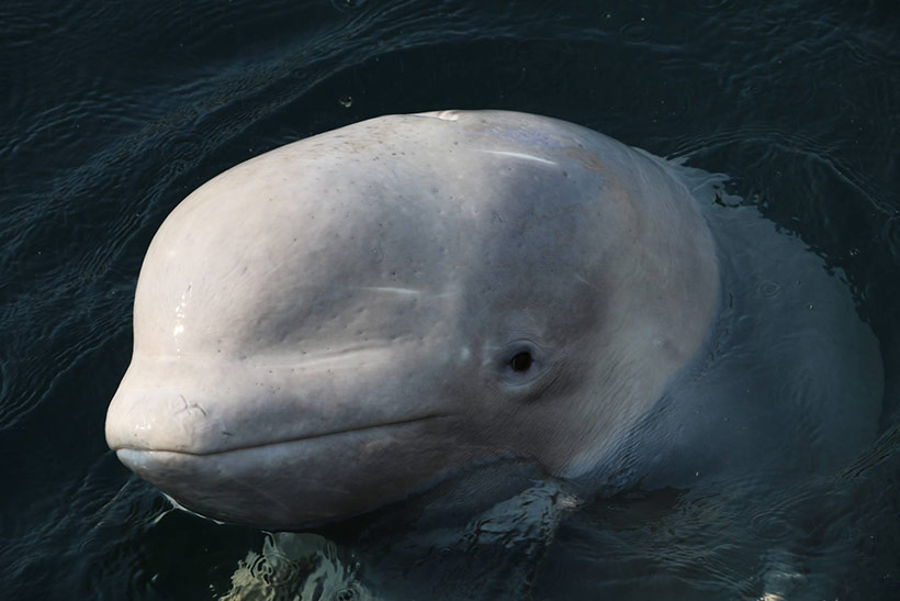 Der Gesundheitszustand dieses gefangener Beluga Junendlichen im Walgefängnis ist kritisch
