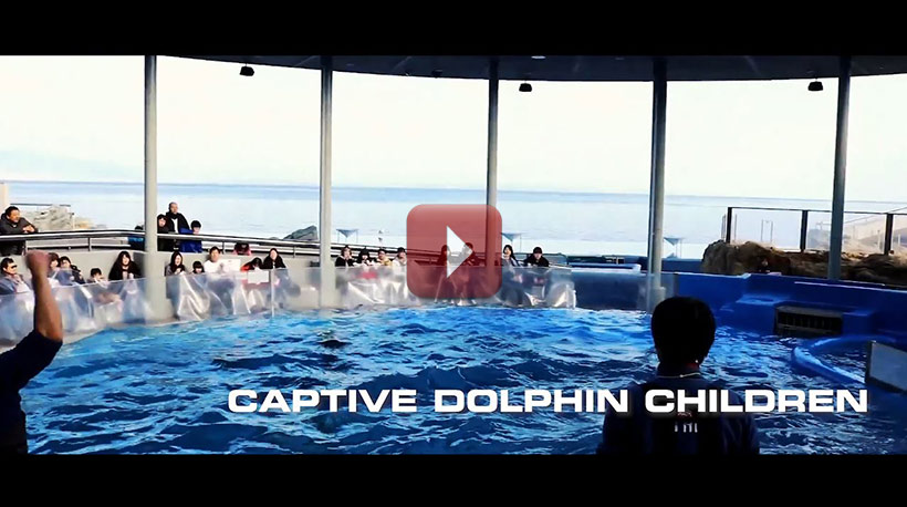 Gefangene Delfinkinder - Enführt in Taiji Japan, leiden in den Behälter um dich zu unterhalten
