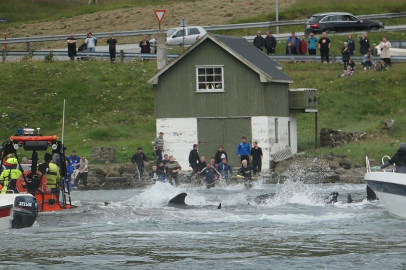 Ende der brutalen Treibjagd vor dem Strand in Hvalvík