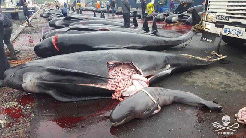 Ermordete Delfinmütter und Babys während des Färöer Blutsport