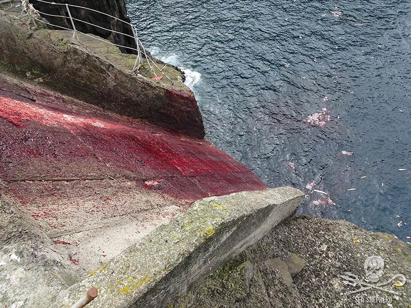Bild Sea Shepherd #OpBloodyFjords