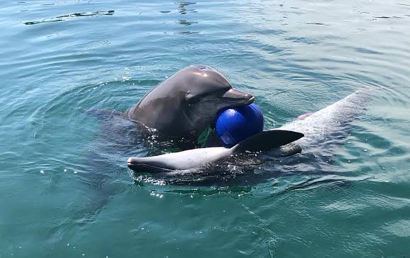 Johnny und Dewa im Meer am spielen, sie sind so glücklich wie schon sehr lange nicht mehr
