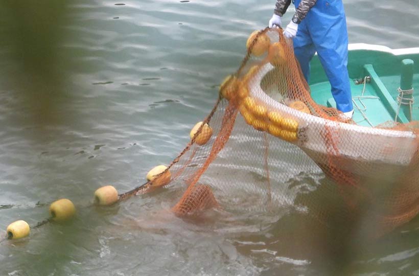 Breitschnabeldelfine verheddern sich im Netzt während des brutalen Terrors in der japanischen Bucht von Taiji