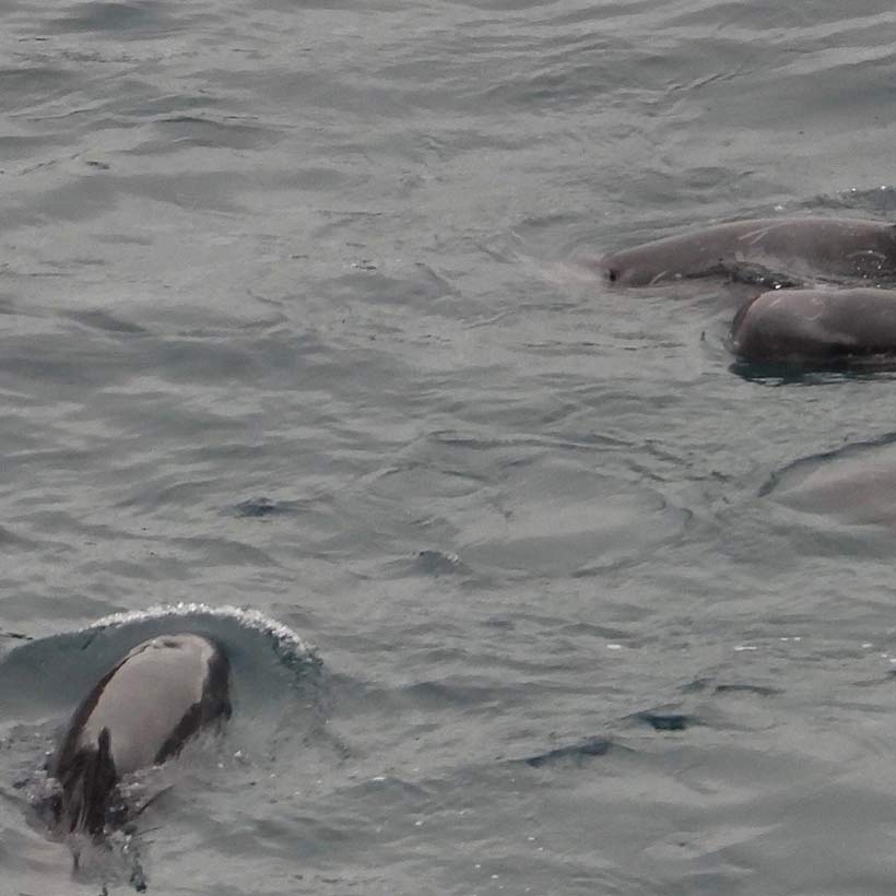 Breitschnabeldelfine verheddern sich im Netzt während des brutalen Terrors in der japanischen Bucht von Taiji