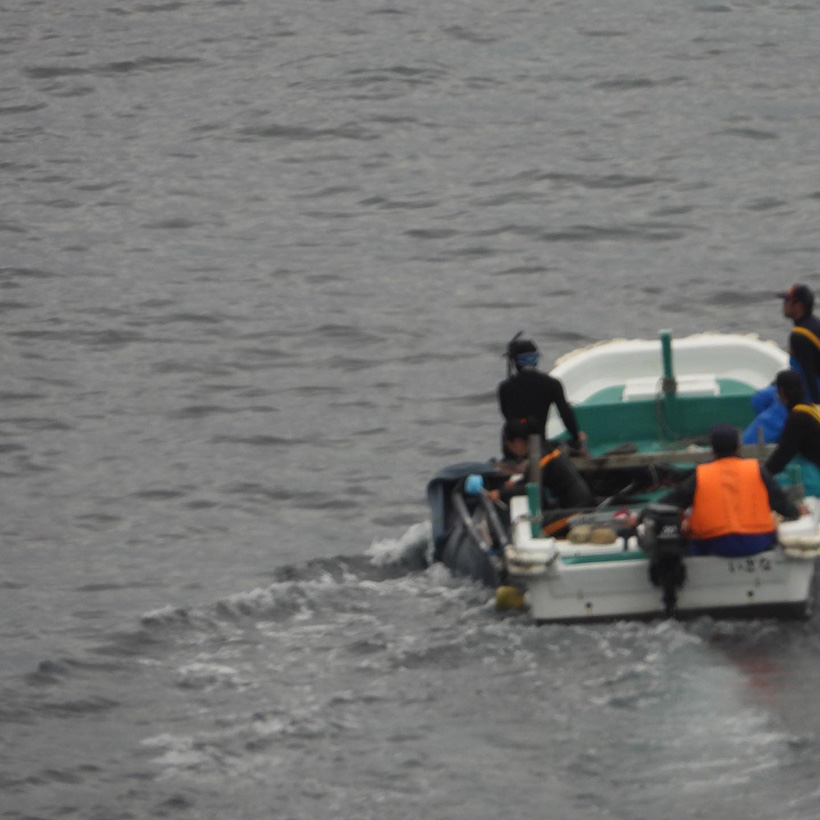Das dritte Delfinkind ans Boot gefesselt, musste unter den Planen mitansehen wie seine Mutter neben ihm ermordet wurde