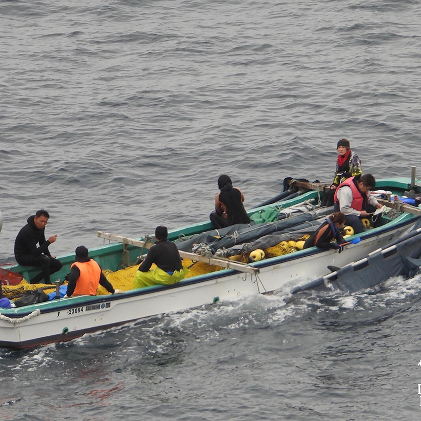Zwei Delfinkinder, von ihren ermordeten Mütter gestohlen, werden von der Delfinmafia ans Boot gefesselt in die Delfinarien Industrie entführt