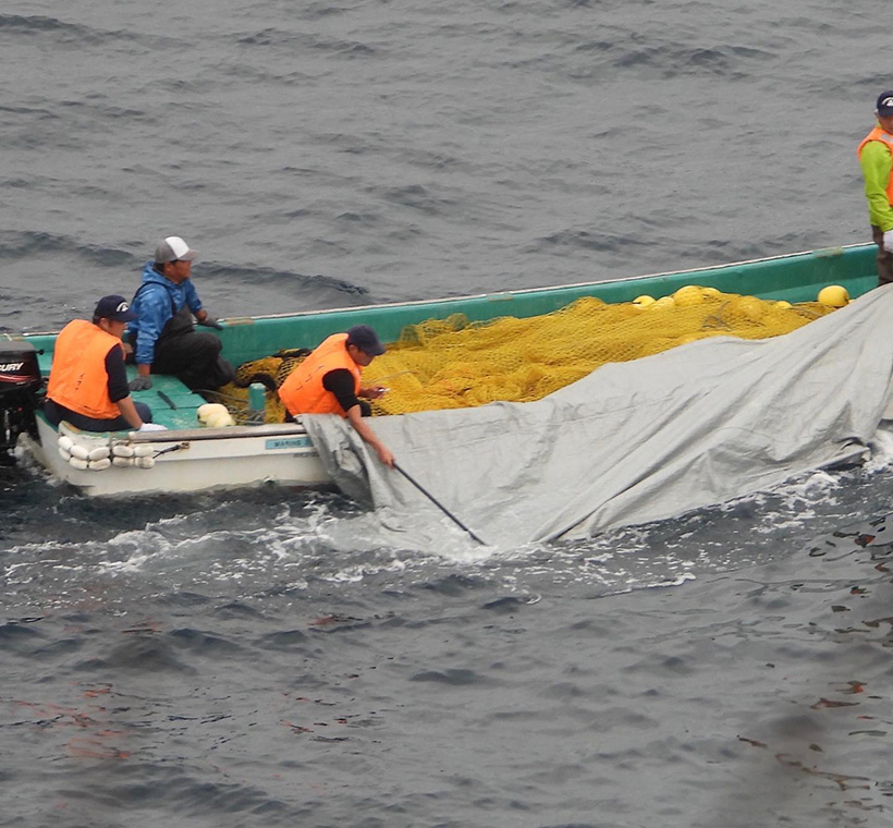 Mit Planen bedeckt, um dieses Verbrechen zu verstecken, transportieren die Killer ermordete Risso's Delfine zum Jagdschiff, das vor der Bucht in tieferem Wasser auf die Leichen wartete