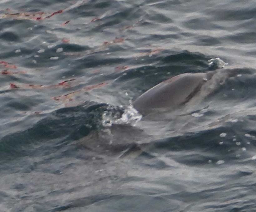Delfin während des Terrors und Blut auf der Wasseroberfläche von verletzen Delfine währen den unvorstellbaren brutalen Misshandlungen im zweiten Netz vor dem Mörderstrand in der Bucht von Taiji