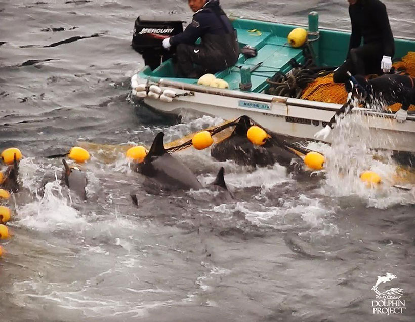 Breitschnabeldelfin Familie versucht vor den Killern durchs Netz zu flüchten