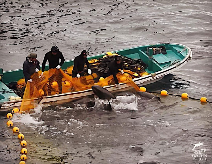 Die Delfinfamilie schlägt sich in Panik ans Boot und ins Netz