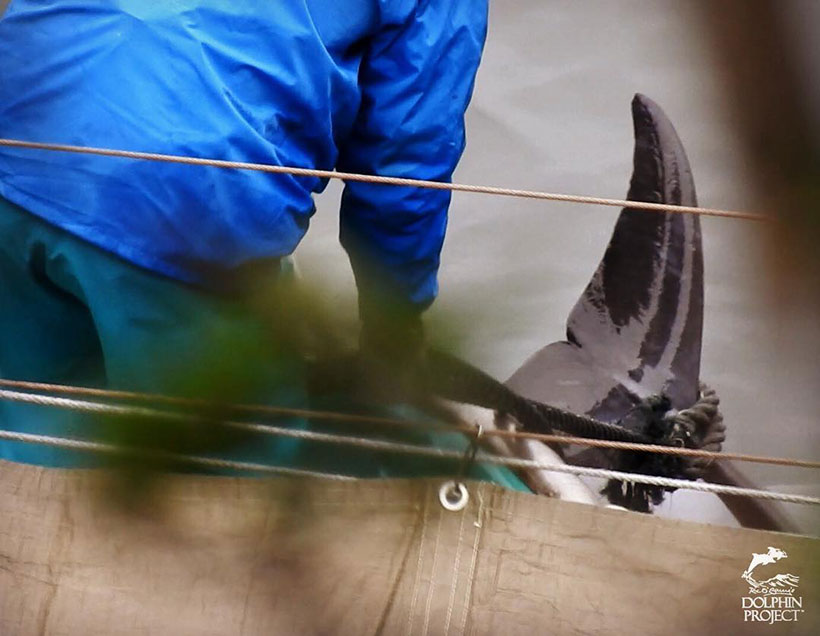 Die Killer zogen mit Boote Breitschnabeldelfine an der Schwanzflosse gefesselt unter die Planen in den sicheren Tod