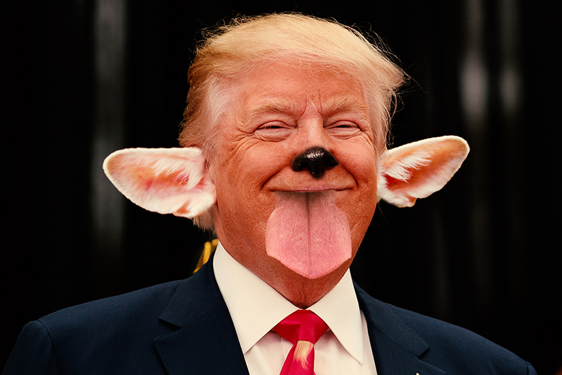 Das Bild soll für das Säugetier Donald Trump symbolisieren dass es nicht ok ist sämmtliche gelistete Tierschutzorganisationen von der Regierungswebseite entfernen zu lassen