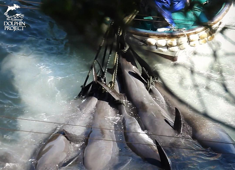 Ermordete Breitschnabeldelfine werden mit einem Boot zu einem Jagdschiff geschleppt