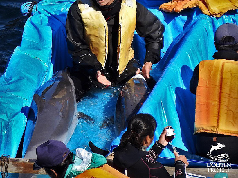 Zwei entführte Delfinkinder werden mit dem Boot abtransportiert, das rechts ist noch ein Baby