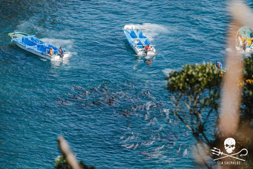 Zwei von mehreren Booten terrorisieren 120 Fleckendelfine an den Strand