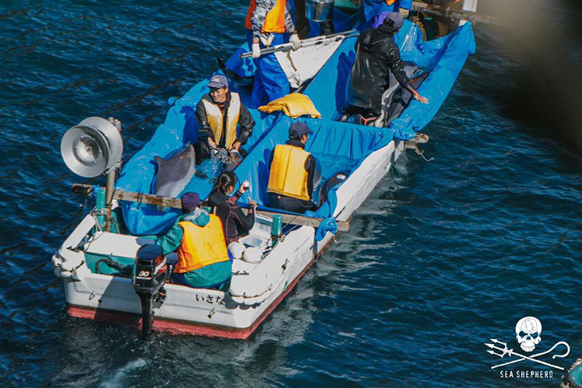 Mitglieder der Delfin Mafia in Taiji entführen Delfinkinder für ihren Profit
