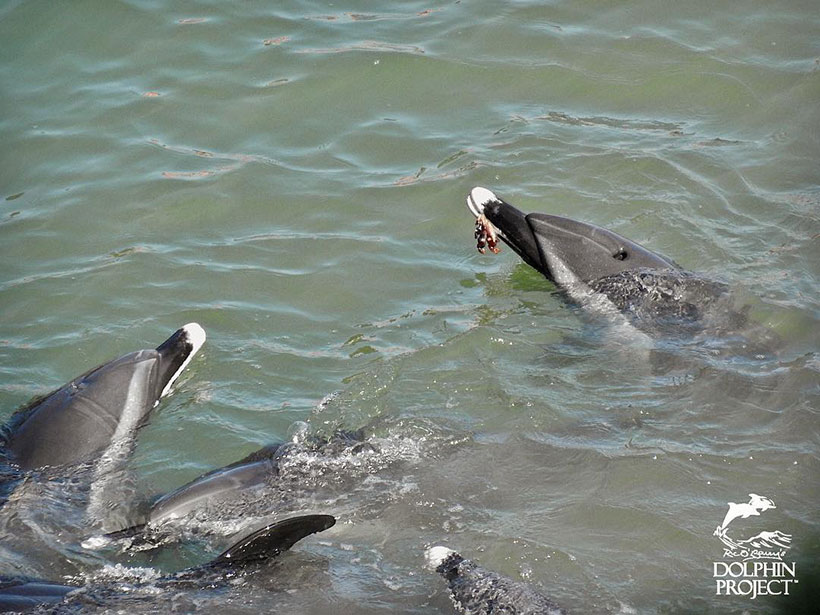 : In Panik geratener junger Delfin mit Erbrochenem im Mund