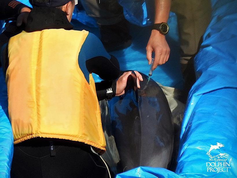 Trainer spritzen den entführten Delfinkinder eine Substanz, vermutlich Beruhigungsmittel