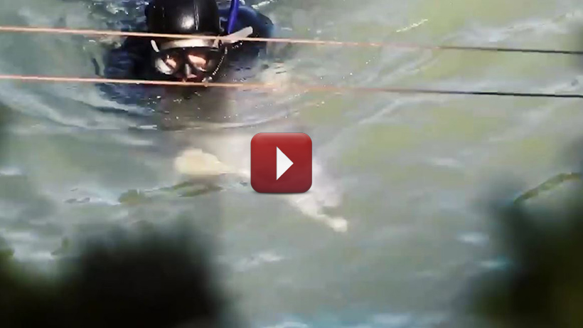 Video 10. 02. 2019: Frauen protestieren in Taiji während 120 Fleckendelfine misshandelt wurden
