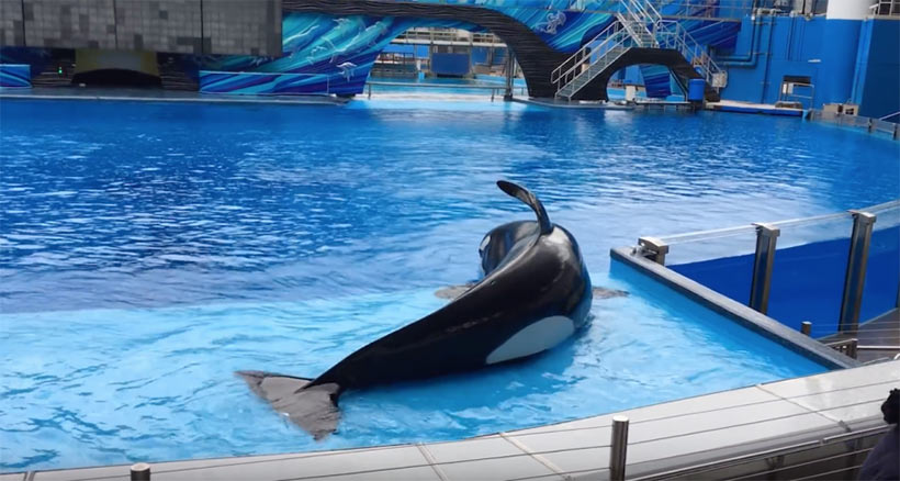 Kayla, Source Dolphin Project