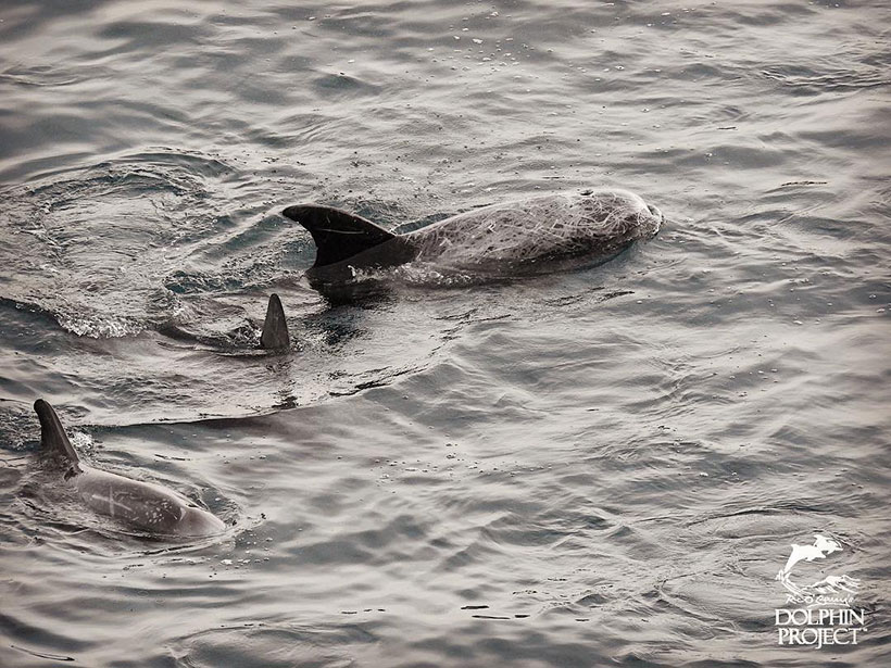 Risso's Delfine total verängstigt gefangen in der Bucht