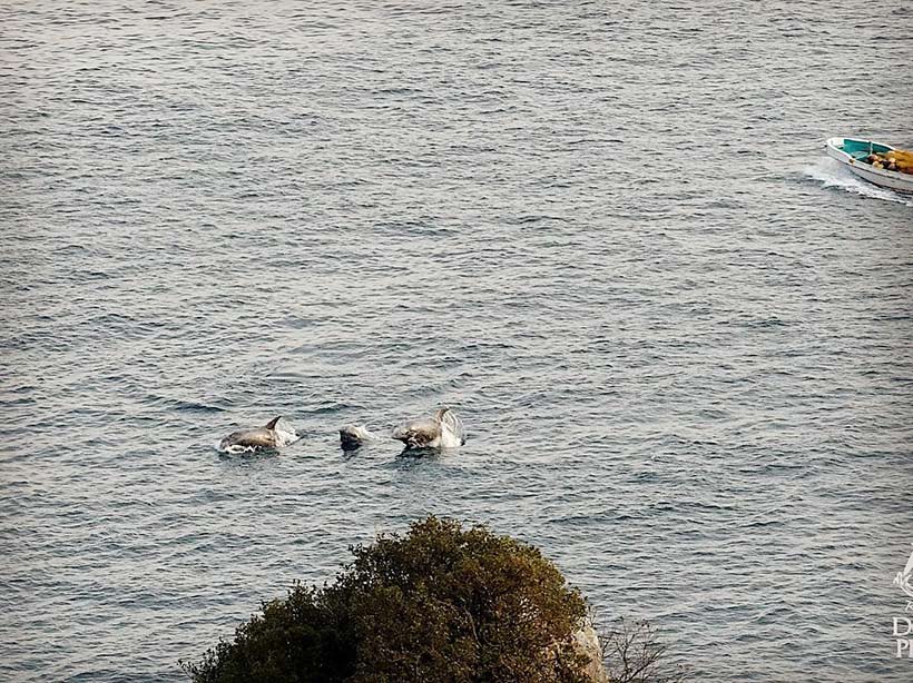 Risso's Delfine während der Treibjagd vor der Bucht