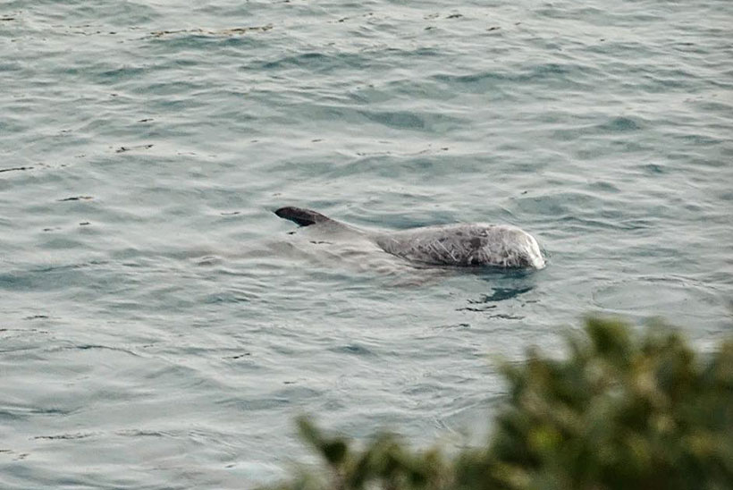 Dieser Risso's Delfin ist ein Held, er konnte vor den brutalen japanischen Monster fliehen, die ihre Schiffe und Bootsmotore als Waffe gegen ihn und seine Familie einsetzten