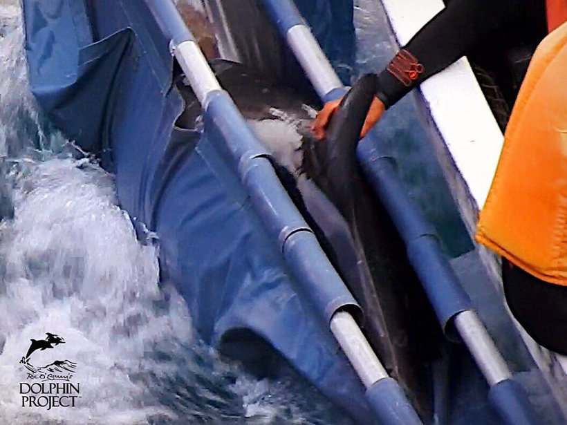 Ans Boot gefesseltes verletztes entführtes Delfinbaby blutet stark am Kopf