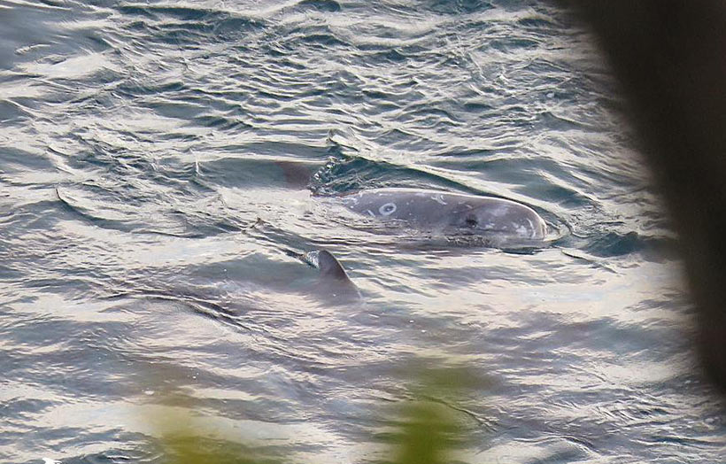 Angst und Verzweiflung ist den Delfinen in der Bucht ins Gesicht geschrieben. Achten Sie auf ihre Augen