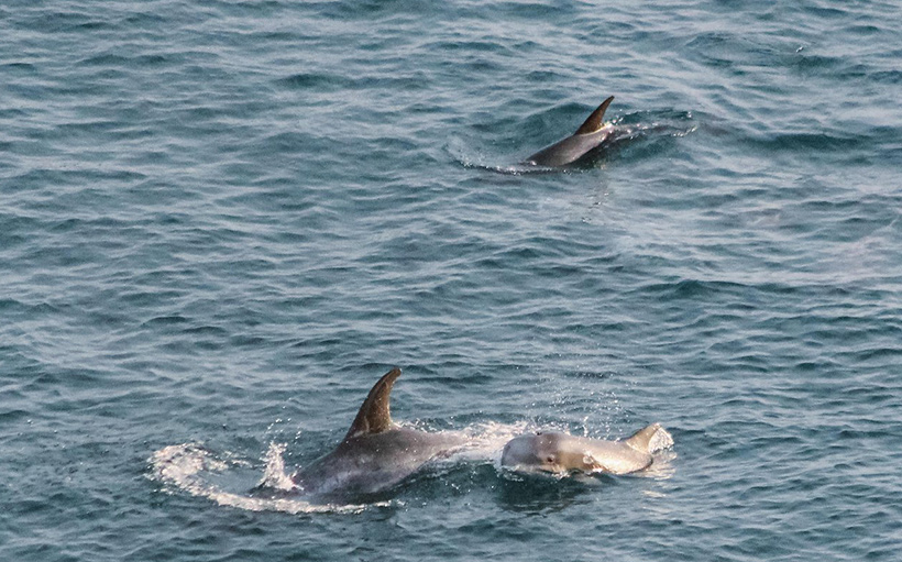 Mütter in die Bucht gejagd versuchen ihre Babys vor den japanischen Terroristen zu beschützen
