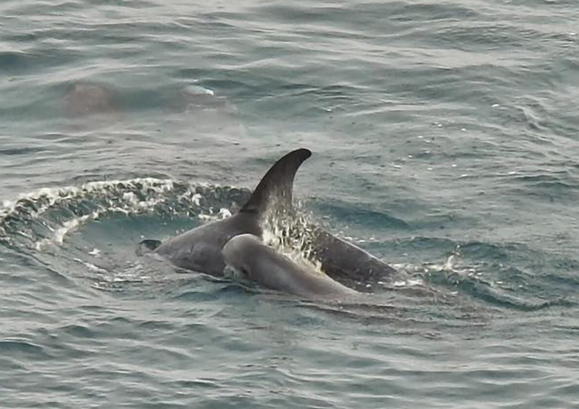 Dieses kleines Delfinbay wurde von den Killern im Meer ausgesetzt, seine Mutter ermordet