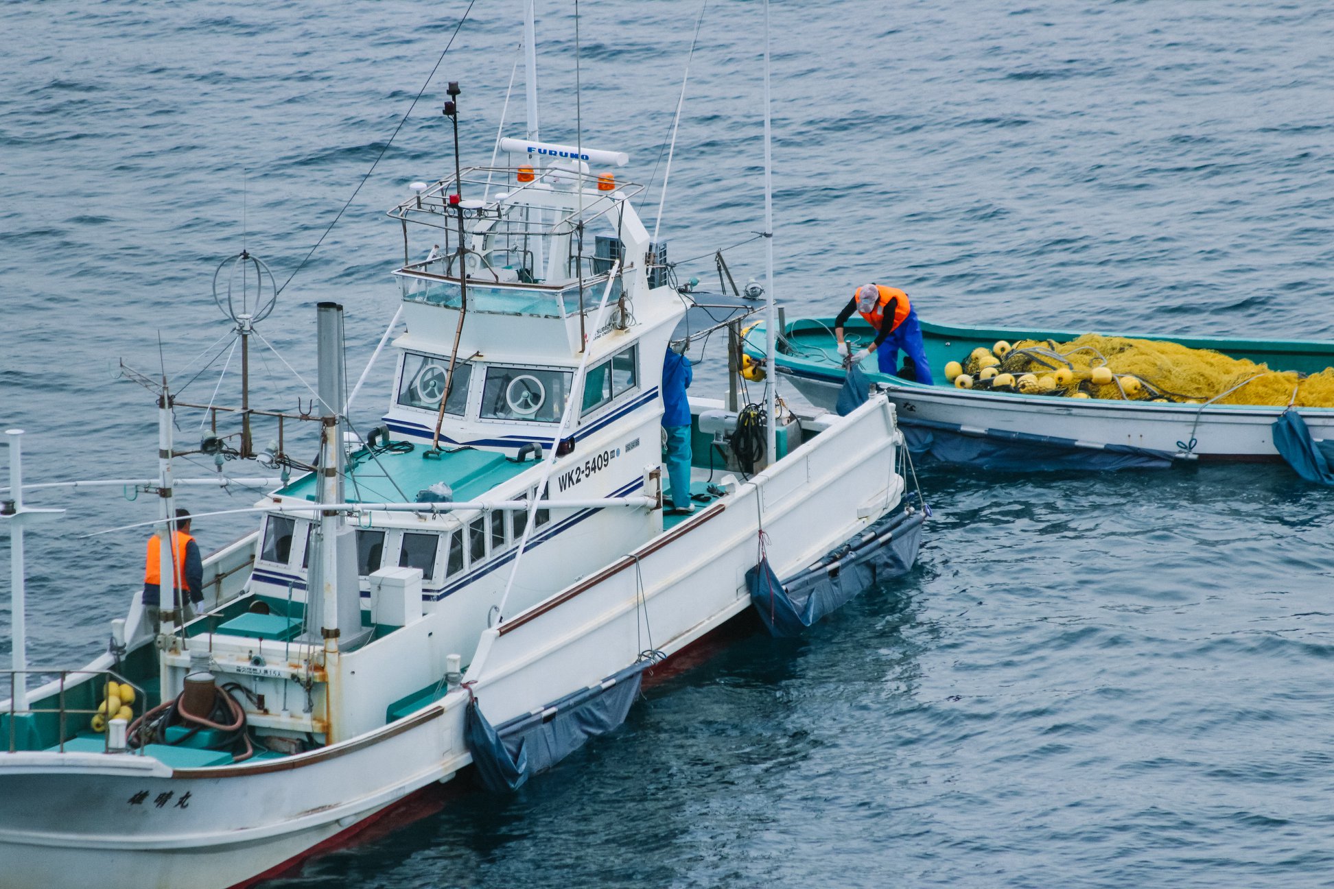 Übergabe der vier Delfinbabys vom Boot ans Jagdschiff