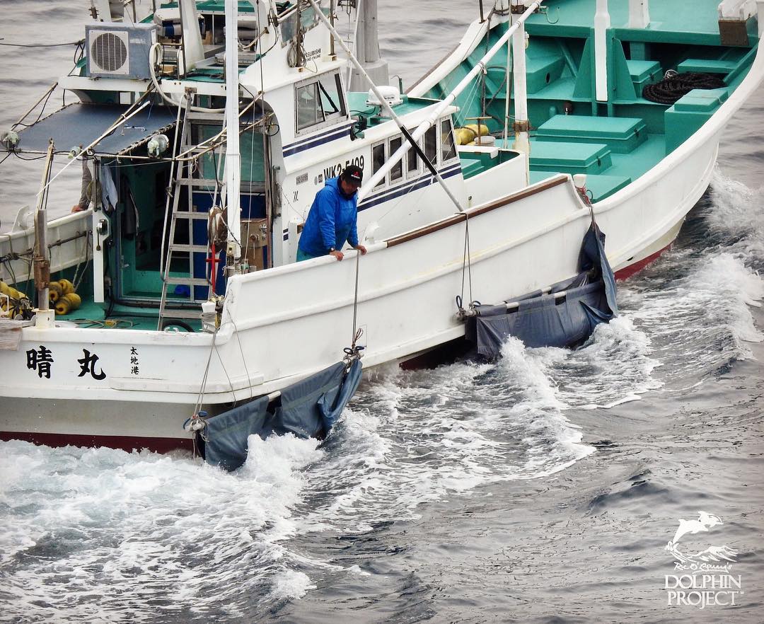 Die grossen Wellen des Jagdschiffs erschlugen fast die kleinen Delfinbabys in den Schlingen
