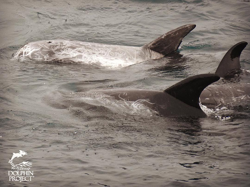 Die Teenager Risso's Delfin Gruppe in Panik, Angst und Not während des Terrors vor dem Tötungsstrand
