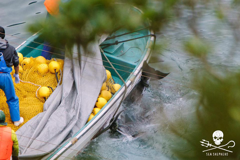 Ermordete oder vielleicht noch halb lebende Risso's Delfine werden an Stricken zum Jagdboot hinausgeschleppt