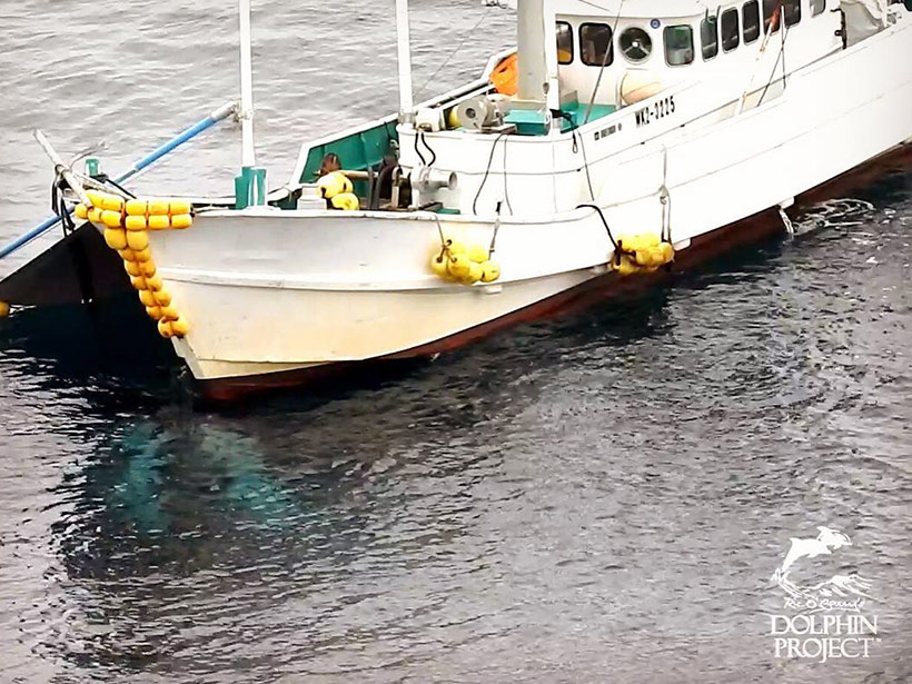 Ein grosses Delfinjagdschiff zieht die fünf ermordeten Risso's Delfine zum Metzgerhaus