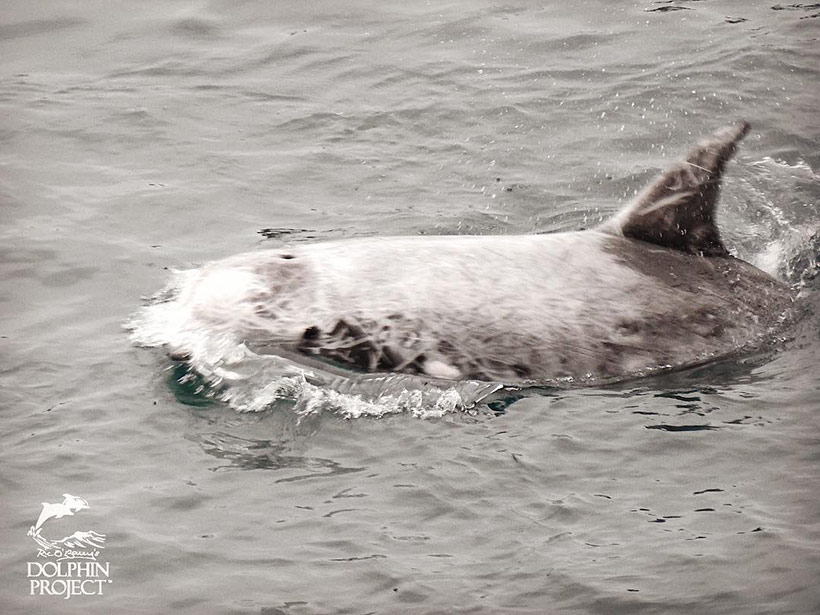 Dieser sanfte Delfine wurde heute in Taiji misshandelt und brutal abgeschlachtet